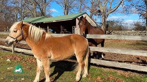 Watch This Mare Squeal And Turn Her Hind End To A Gelding | Natural Horse Behavior