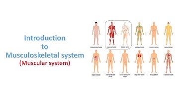 Introduction to Muscular System. Prof. Ashfaqur Rahman