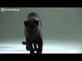 Пантера против кошки