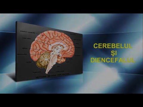 Lecția 8: Cerebelul și diencefalul