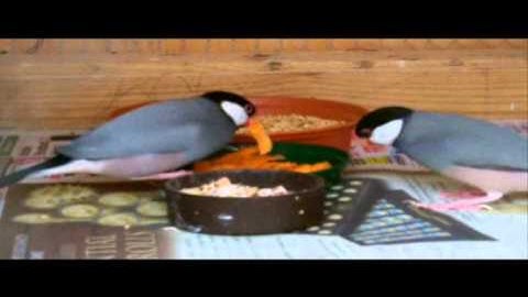 Java Sparrow ~ Padda Oryzivora