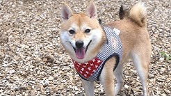 シバチャンネル Youtube