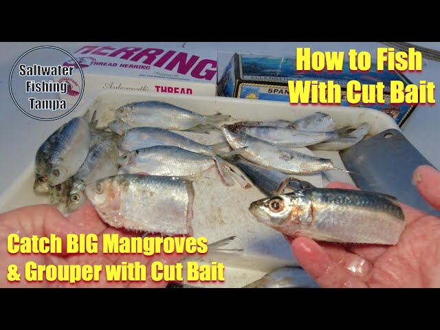 How to Catch More Fish Using Cut Bait. Mangroves & Grouper Love It! 