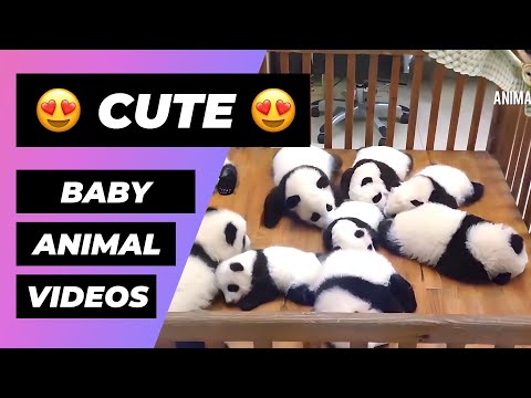 baby-animals-🔴-funny-and-cute-baby-animals-videos-compilation-(2018)-animales-bebes-videos