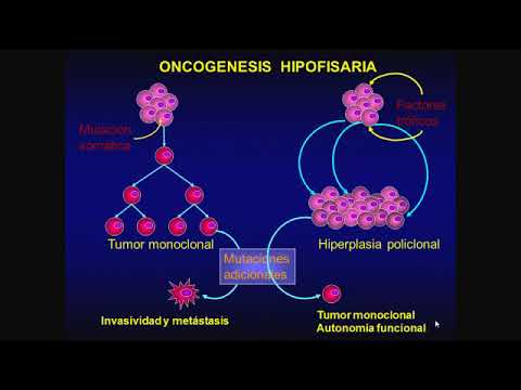 Tmmed endocrinología - 3 4