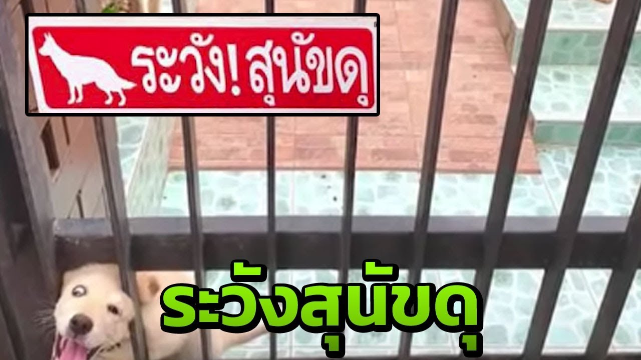 หมา ดุ ๆ  New 2022  ระวังสุนัขดุ!! | 09-01-62 | ตะลอนข่าว