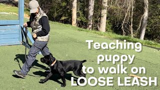 SIMPLE way to teach PUPPY to walk on LOOSE LEASH #canecorso #dogtraining #dog by Ivy League Cane Corso Kennel 1,736 views 2 weeks ago 14 minutes, 24 seconds