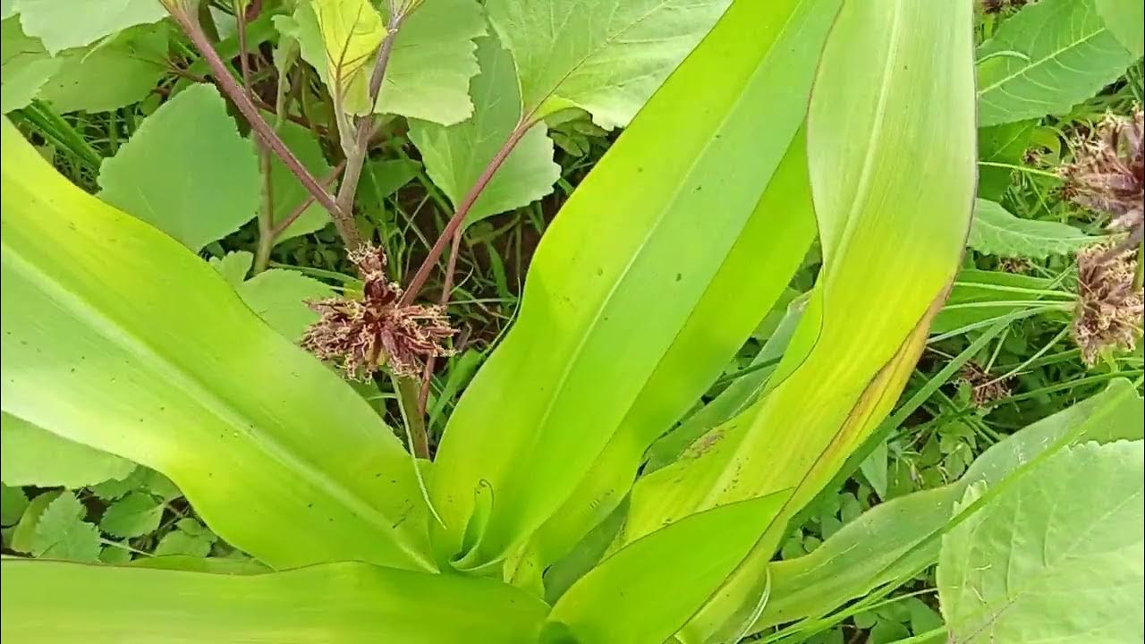 Effects of Weeds in Food Crops YouTube