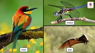 Our feathered friends bird, insect and bat are the only animals that
have ability of flying. 0:35 bird's body structure 1:44 wings 2:47
feathers 3:28 fli...