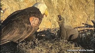 Two Harbors Eaglet Struggles with Flying Fish Fins