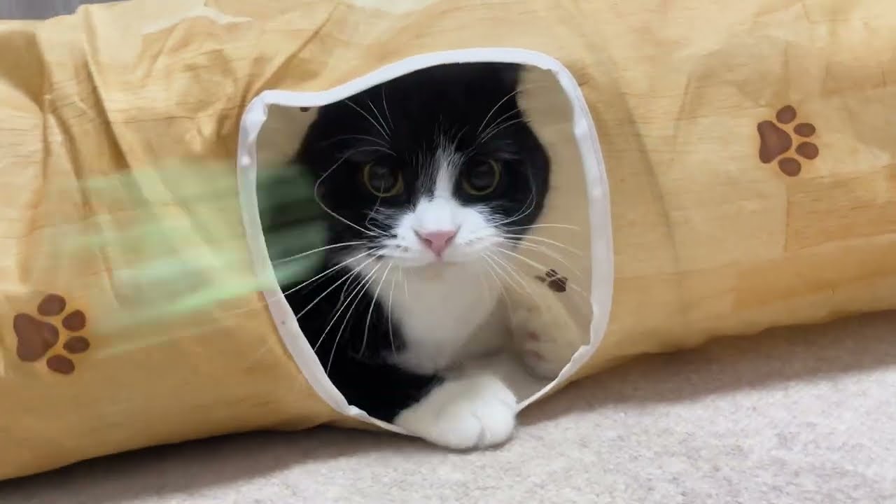 あほねこ 目がいっちゃってる