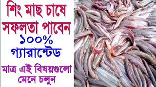 শিং মাছ চাষে সফলতা পাবেন ১০০% গ্যারান্টেড | মোবাইল-01713529879 | Stinging catfish farming video 2022