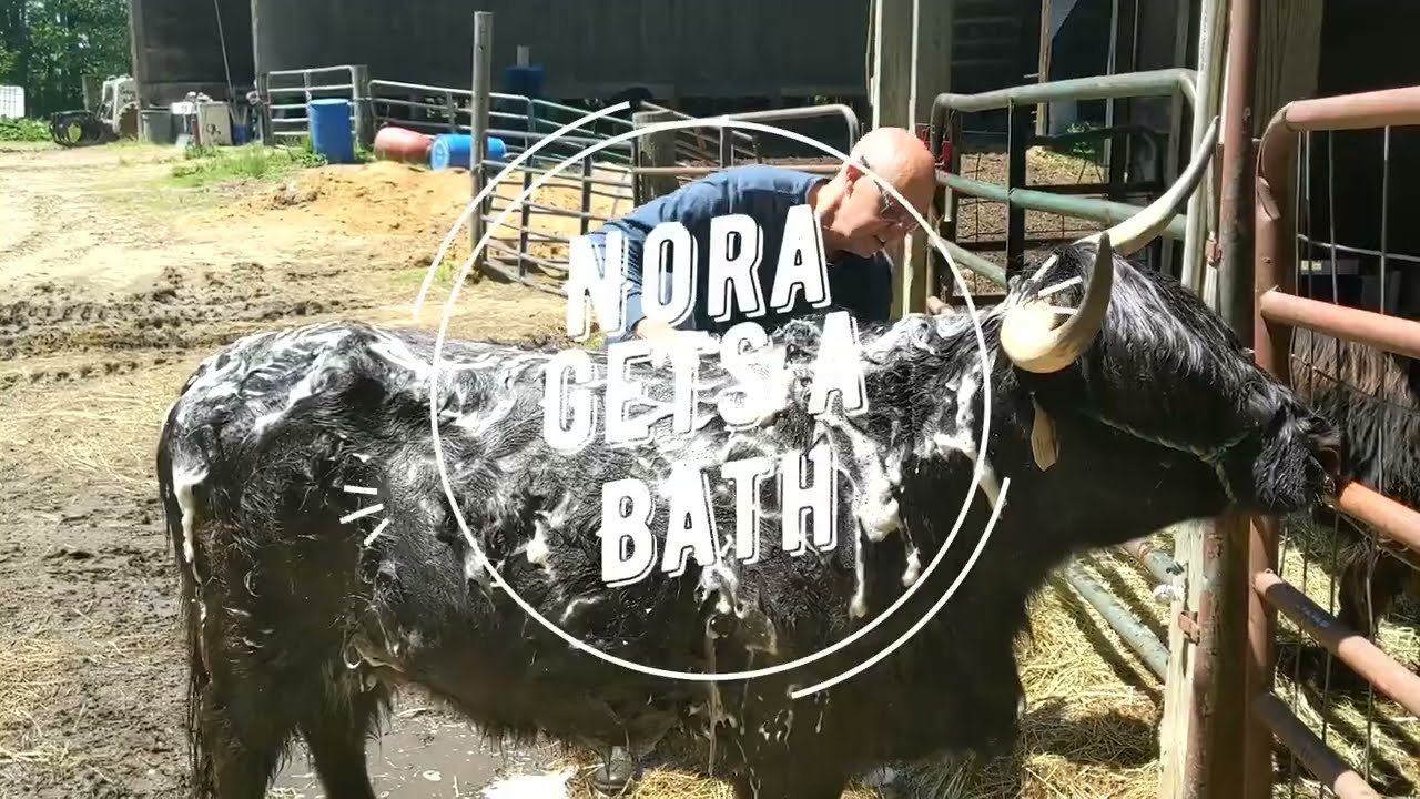 Cow Wash at Miles Smith Farm