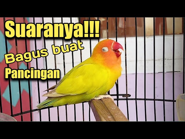 masteran suara lovebird untuk bahan konslet agar cepat terpancing birahi bunyi | lb konslet class=