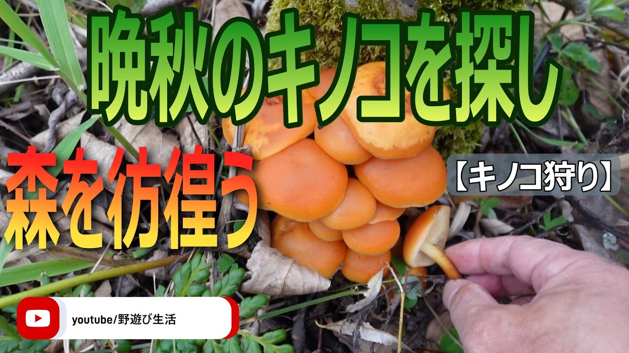 キノコ　ばくろ　朝採り Wandering through the forest in search of late autumn mushrooms