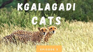 Lion, hyena, cheetah | Kgalagadi Cats | Episode 3