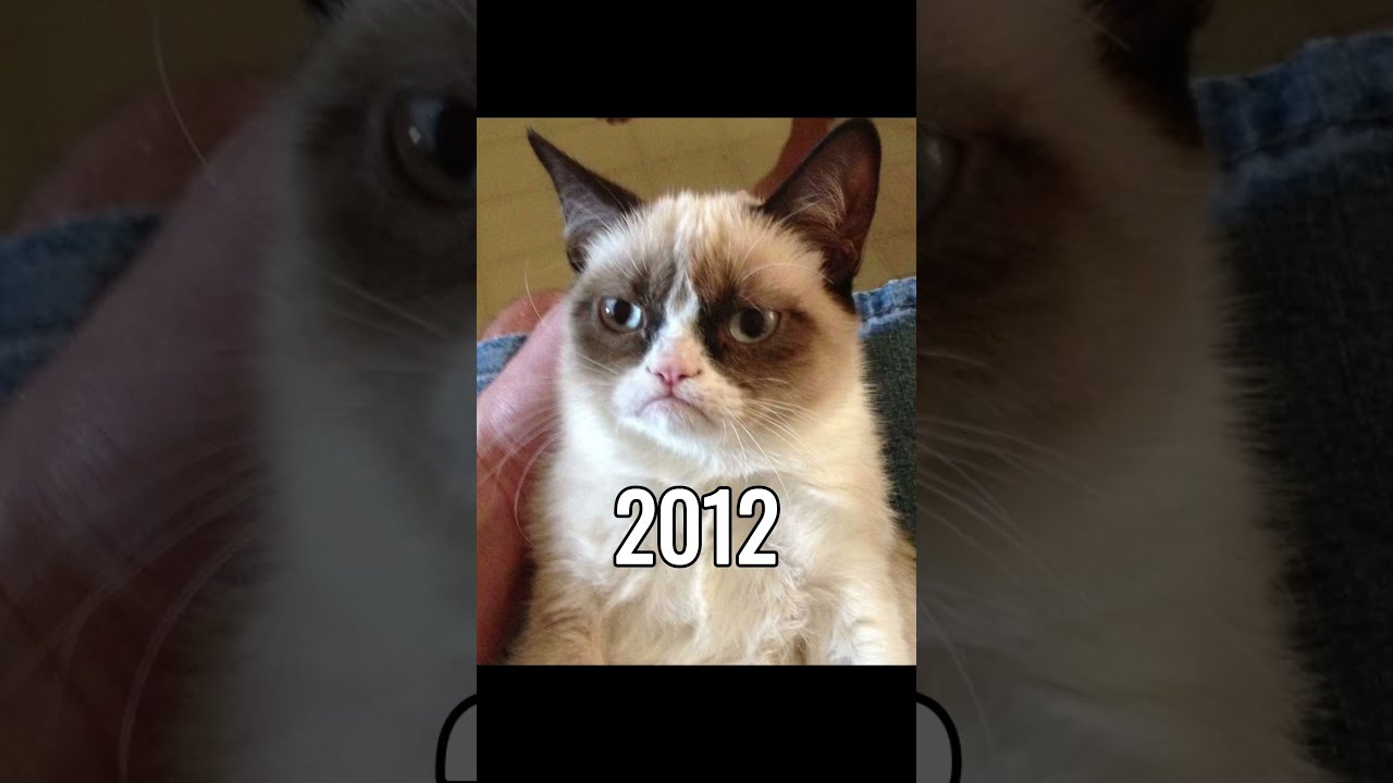 Famous Cat Memes Then Vs Now Meme Catmemes