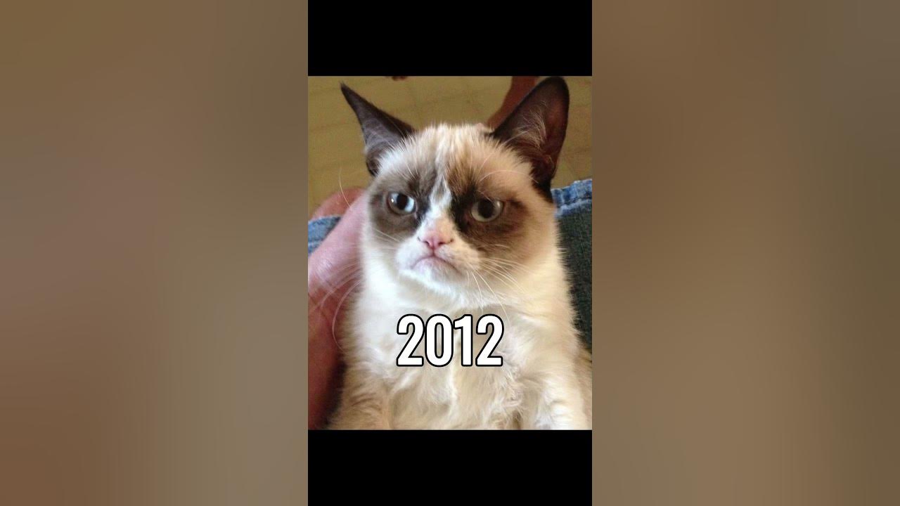 Famous Cat Memes (Then Vs Now) #meme #memes #catmemes