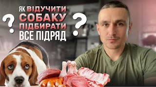 Як відучити собаку пилососити все підряд?