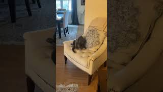 Pluto fiercely cleaning himself! His look at the end  #catlover #youtubeshorts #video #cat #funny