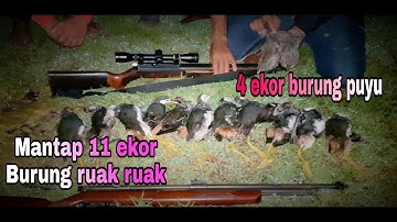 Asekk berburu ruak ruak dan puyu dimalam hari menggunakan senapan Angin mantap..