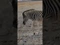 Zebra के शरीर में सफेद-कली धारियां क्यों होती है? #facts #adorefacts #animalshorts #factsaboutzebra