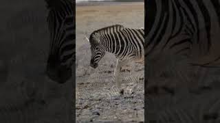 Zebra के शरीर में सफेद-कली धारियां क्यों होती है? #facts #adorefacts #animalshorts #factsaboutzebra