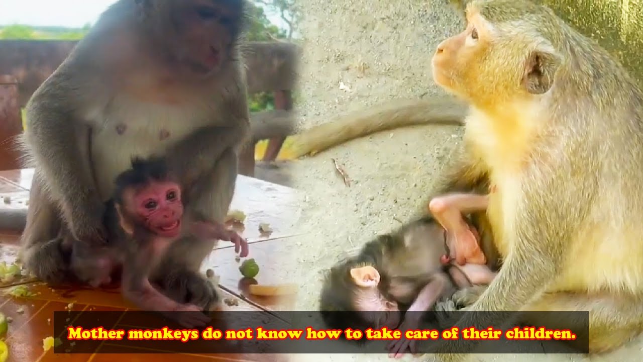 The monkey became a mother for the first time and did not know how to ...