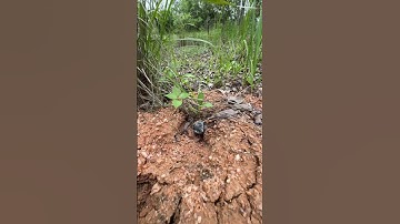 Look how this dung beetle works! This is incredible for the health of the entire ecosystem. 🌍🙌🏻