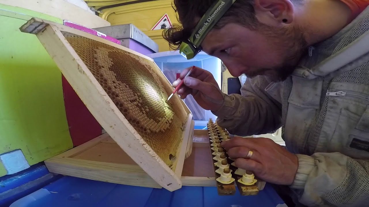 élevage des reines 2018