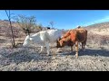Vacas en realidad virtual | Episodio #33
