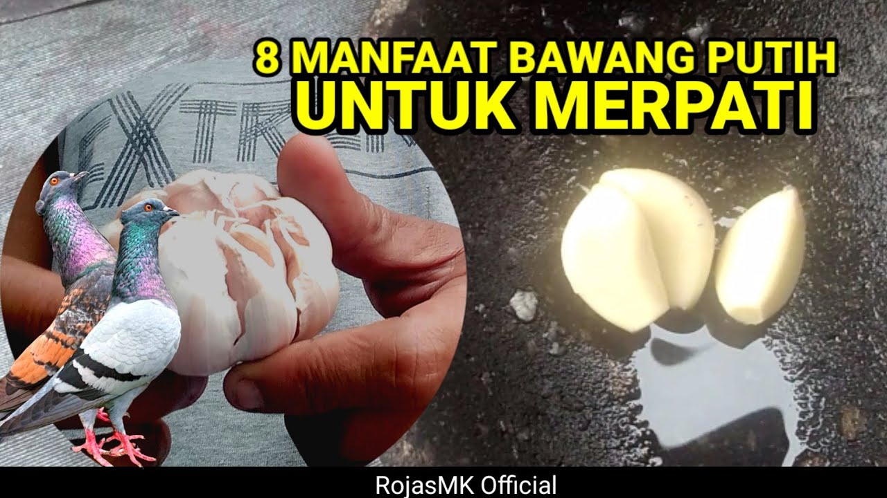 8 MANFAAT BAWANG PUTIH DAN CARA PAKAINYA UNTUK MERPATI
