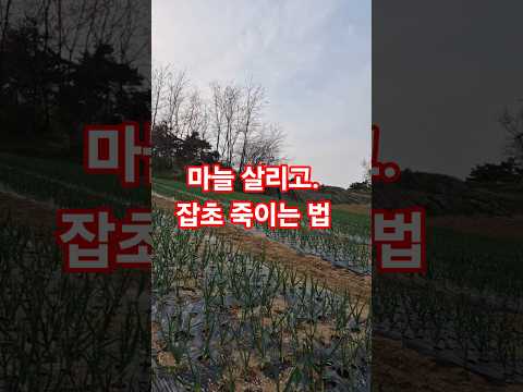 마늘 살리고 잡초 죽이는 법? 라이브 하이라이트
