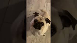 ❤️🐾 Gus the Adorable Rescued Pug 🐾 ❤️
