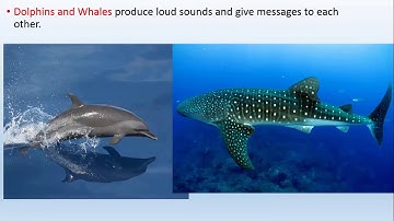 learnwell publication//class 5th // animal world part 1 lesson 10//English