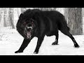 Scary Wolves You Won&#39;t Believe Exist