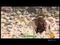 لورنس العرب والثورة العربية الك برى الجزء الأول لورنس العرب والثورة العربية الك برى الجزء الأول