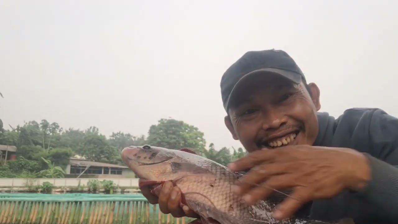 NYOBAIN LAPAK SULTAN .TERNYATA ENAK PANTES DI REBUTIN !!PMC UNDUY RAWAKALONG 