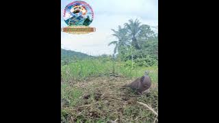 BERHASIL KITA RINGKUS SUARA BESAR KUK2 #derkukutekukurgacor #burunggacor #burung #tapau