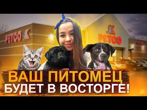 Видео: Собаки Petco's Summer of Summer Hit Run Run в Сан-Диего