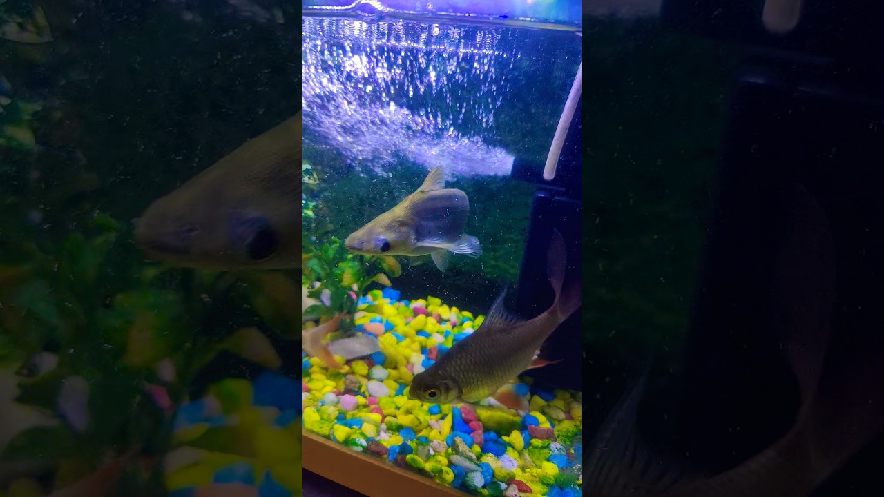 #fish #aquarium #fishtank 🐠🐠🐠🐠💦💦💦🤙🤙🤙