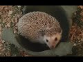 Before You Buy A Hedgehog Watch This!