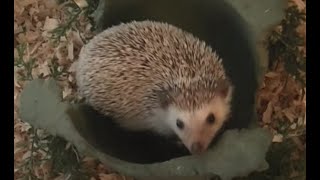 Before You Buy A Hedgehog Watch This!