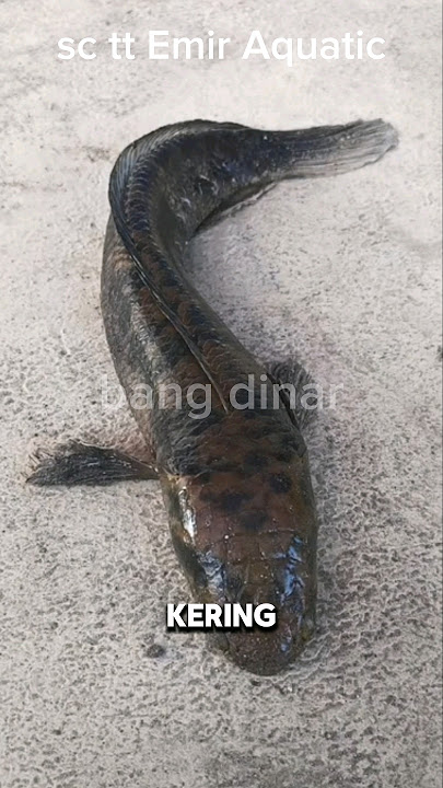 nyesek😭CHANNA PELIHARAAN 4 TAHUN LOMPAT SAMPE KERING‼️ #shorts