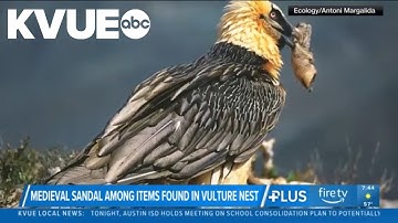 More than 200 human artifacts discovered in vulture nests