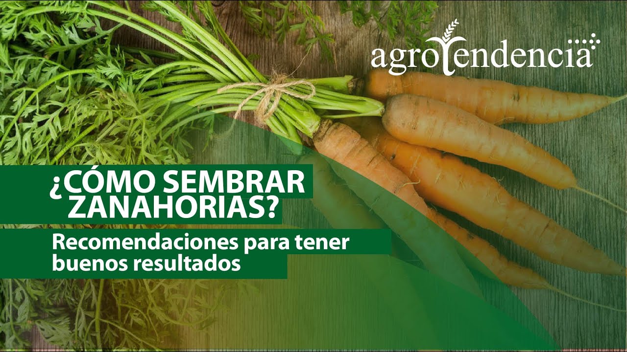 Aprende a cultivar ZANAHORIAS de excelente calidad