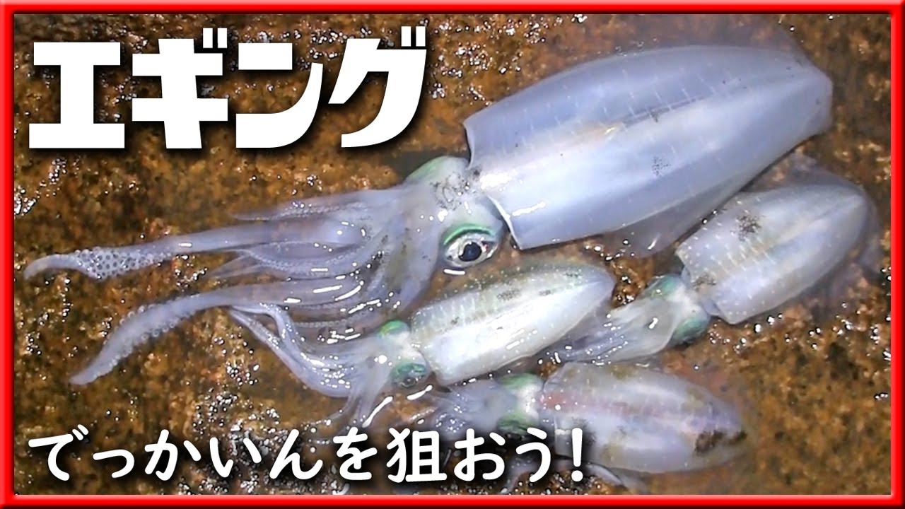 アオリイカ！ ただ巻きエギング！ 投げて巻くだけ！ でっかいんを狙おう！ イカの墨には御用心！ 【 アオリイカ エギング 釣り 】 - YouTube
