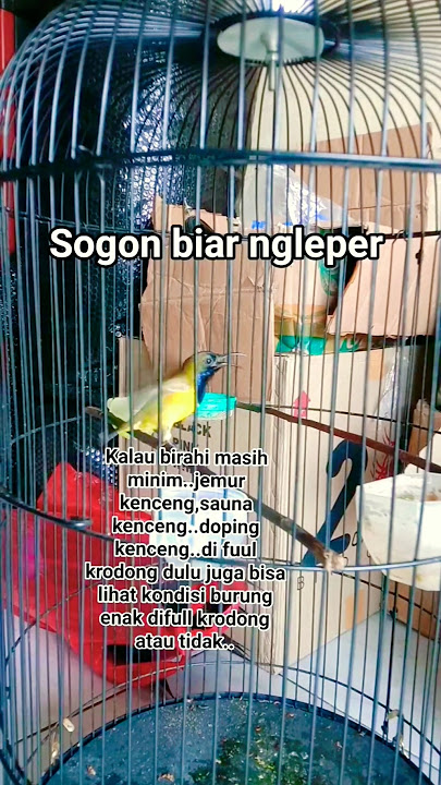 Tips burung sogon biar ngeleper #shorts #sogon #kicaumania #sogonmjl #sogokontonggacorngleper #fyp