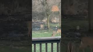 Deer in my back yard