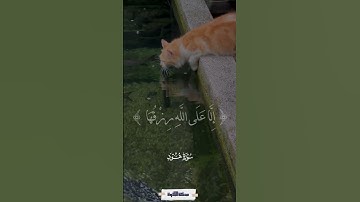 وما من دابة في الأرض إلا على الله رزقها - سورة هود - ياسر الدوسري #quran